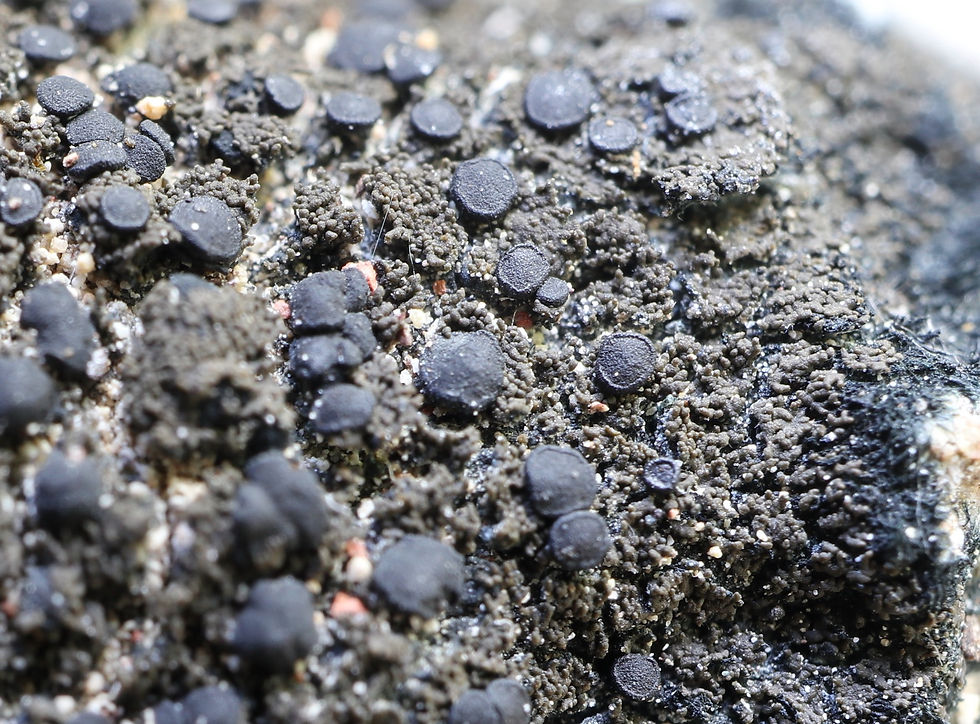 Placynthium nigrum