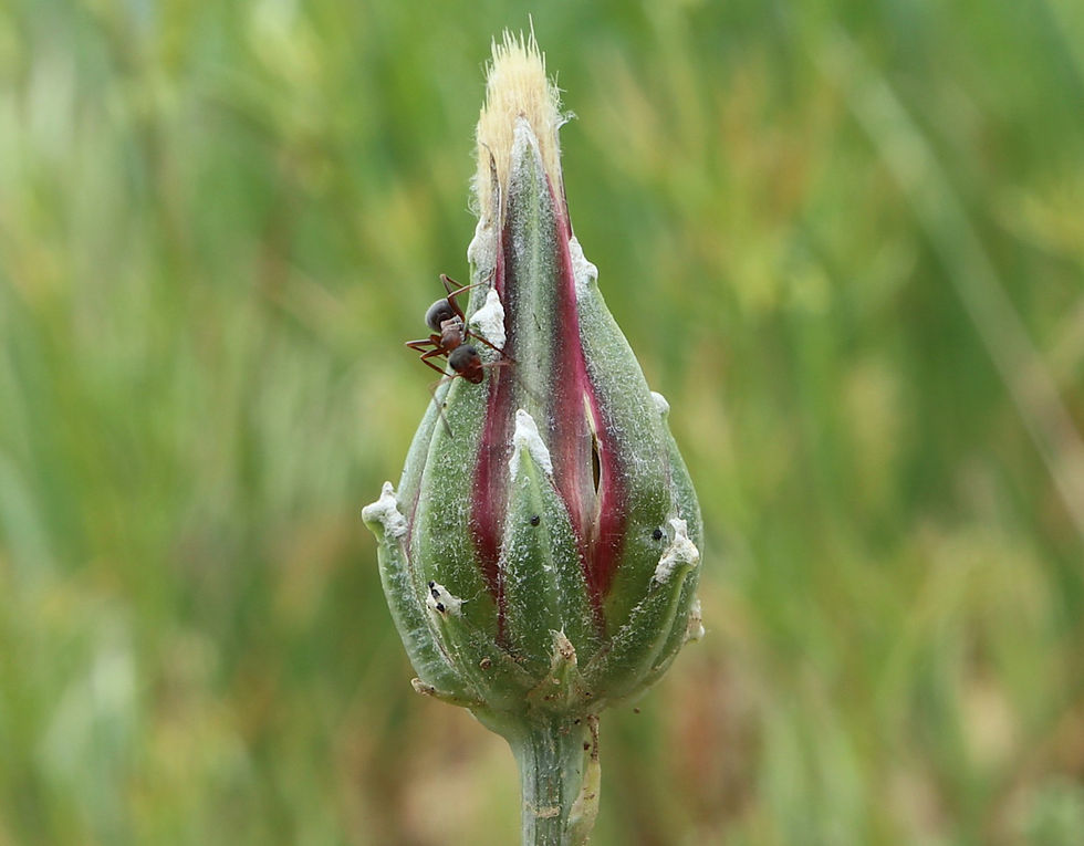 Podospermum laciniatum bouton vénarelle copie