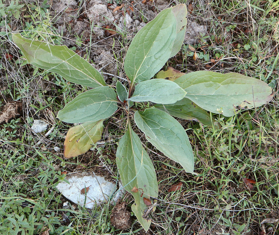 Cynoglossum officinale