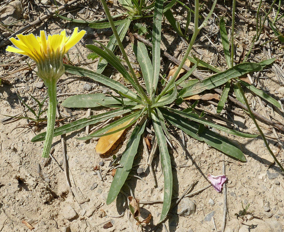 Tolpis staticifolia