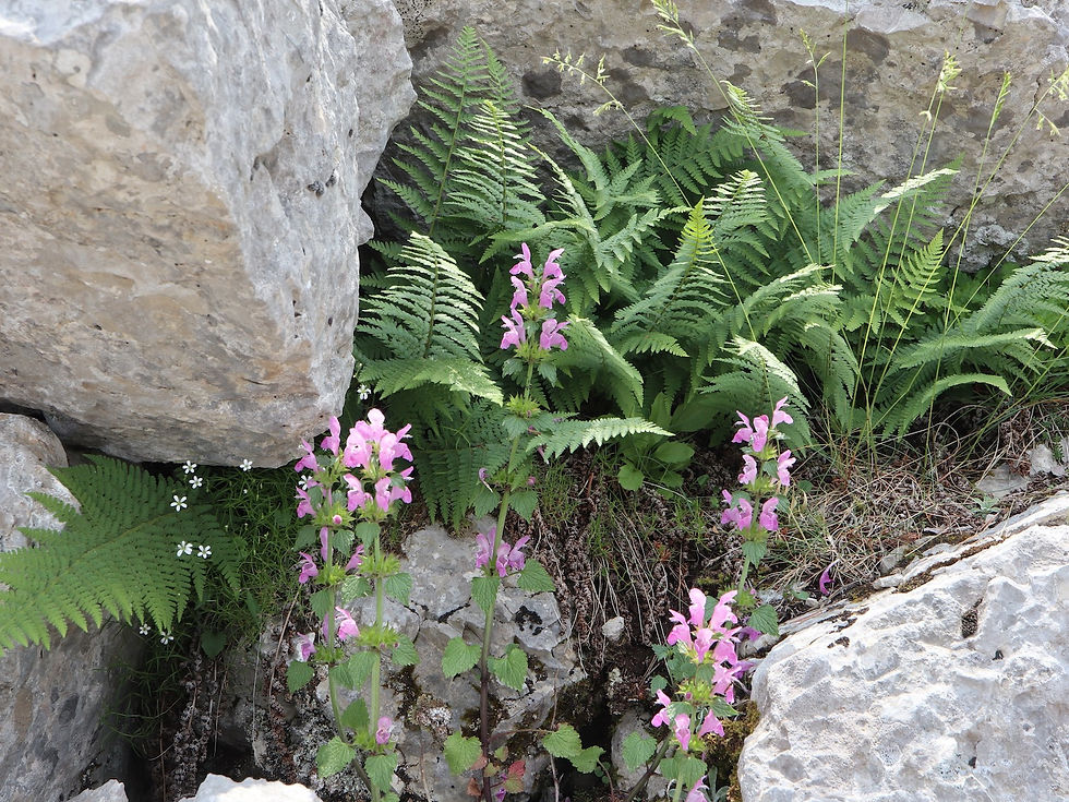 Dryopteris villarii