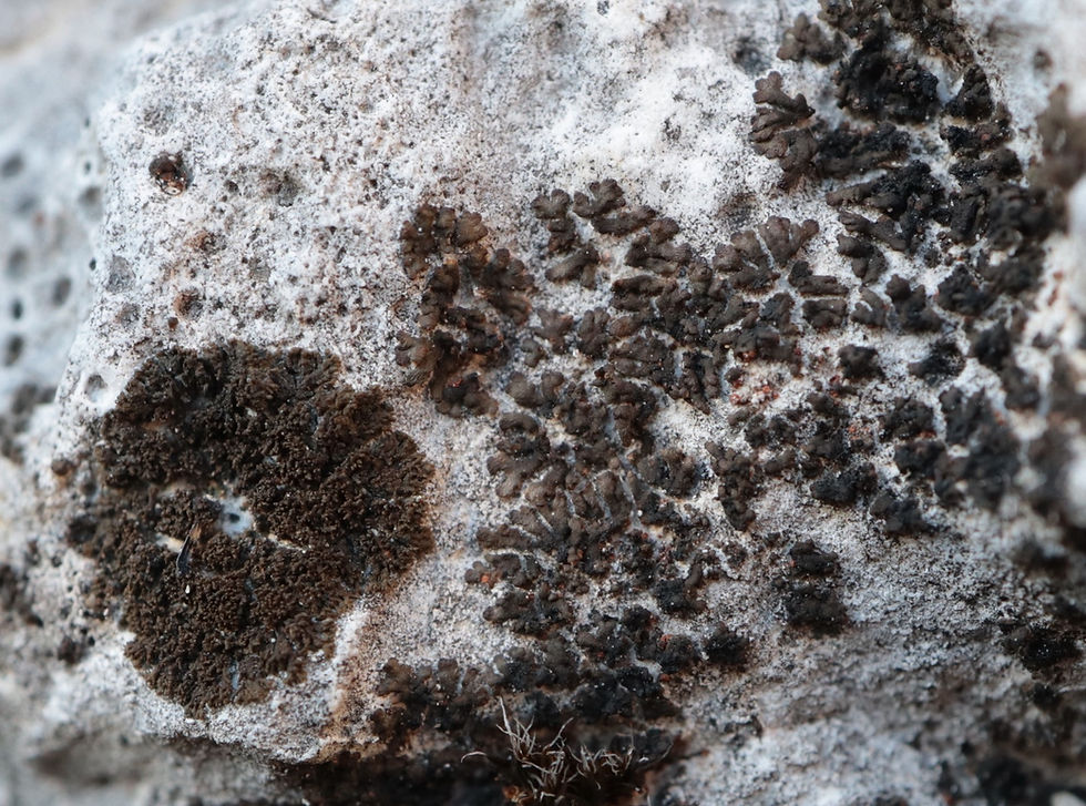 Placynthium subradiatum avec Pseudoleptogium diffractum