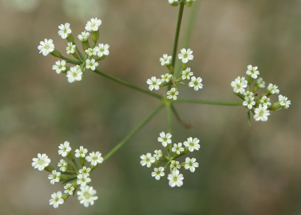 Ptychotis saxifraga