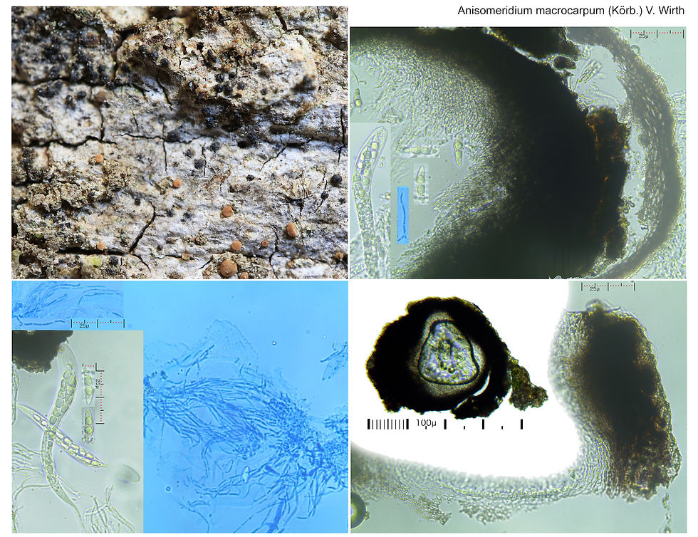 Anisomeridium macrocarpum Quercus