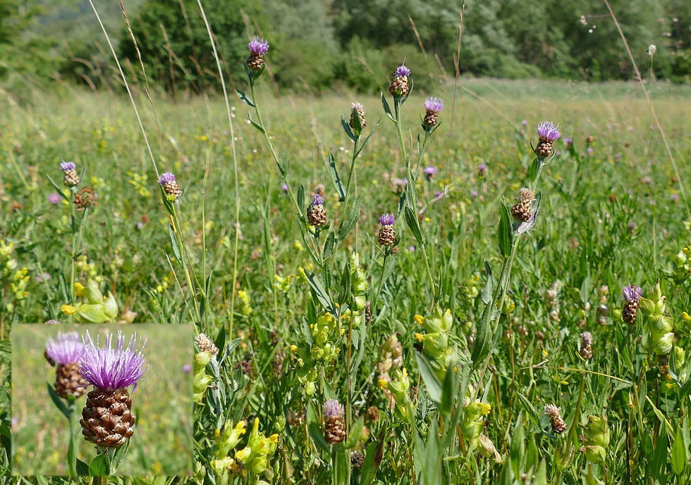 Centaurea jacea subsp. jacea