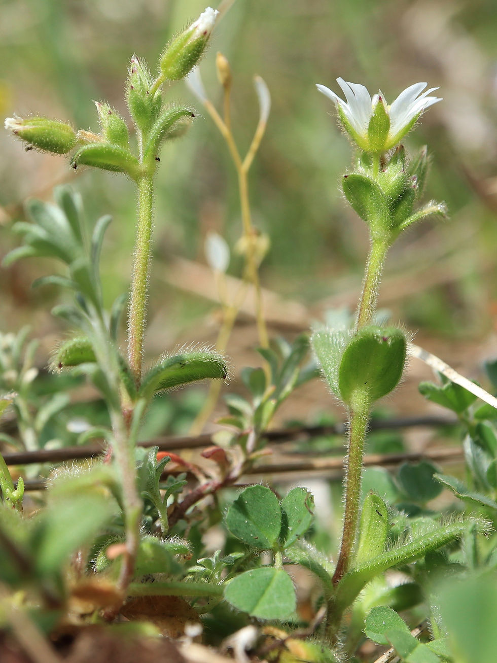 Cerastium pumilum