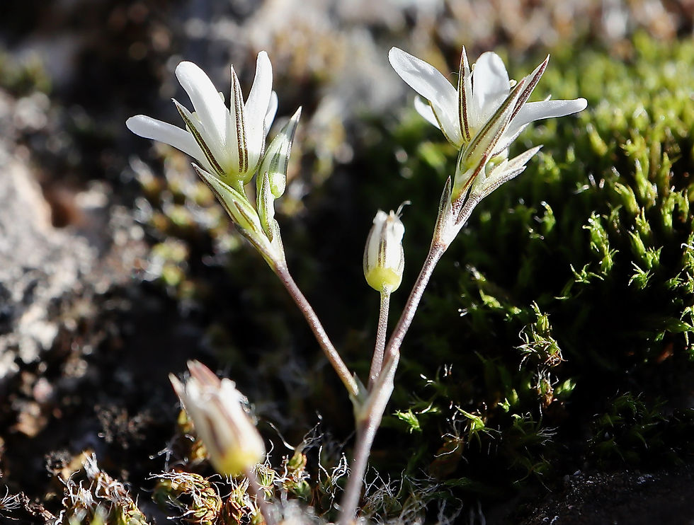 Minuartia rostrata