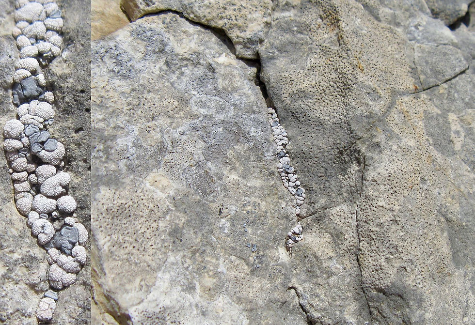 Thalloidima toninianum