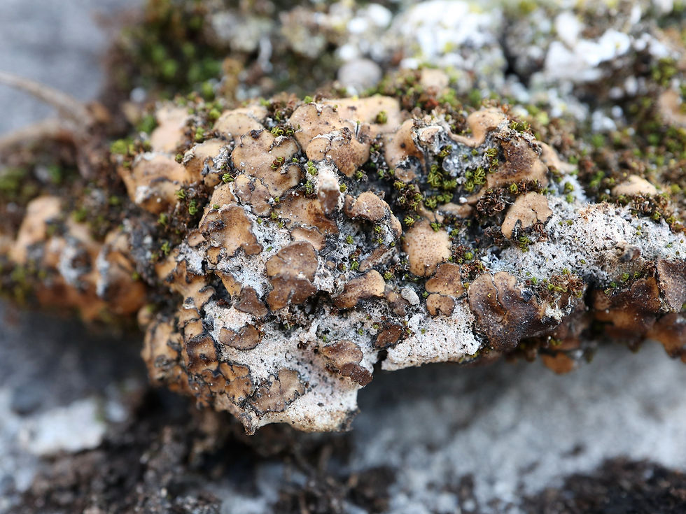 Placidium pilosellum