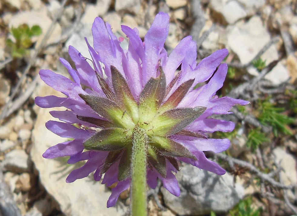 Knautia collina