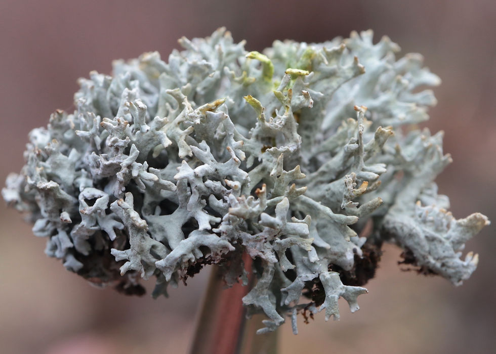 Evernia prunastri chémo. herinii