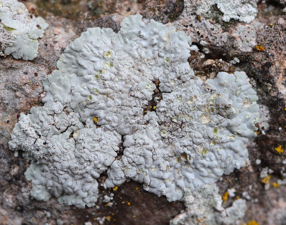 Solenopsora candicans