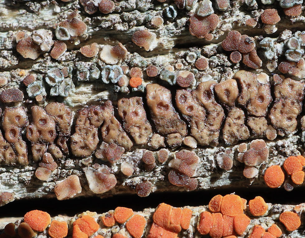 Acarospora similis