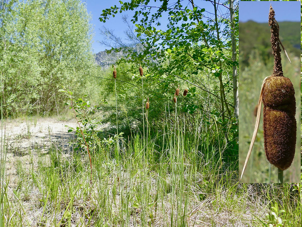 Typha laxmannii