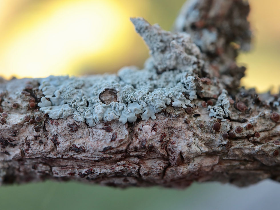Physcia clementei Buxus