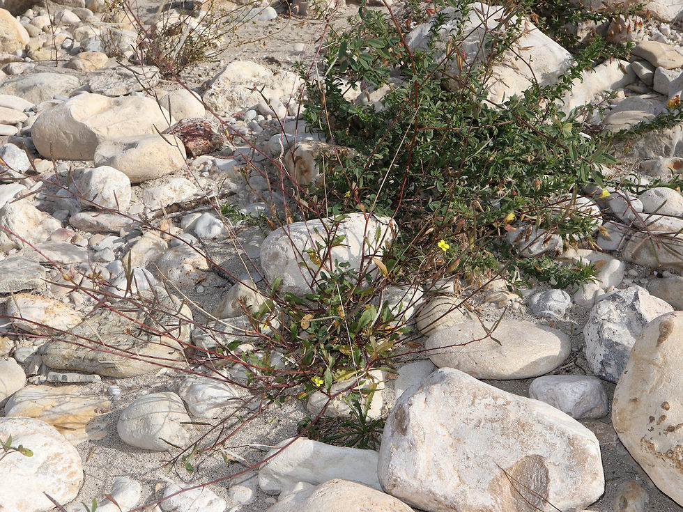 Diplotaxis muralis