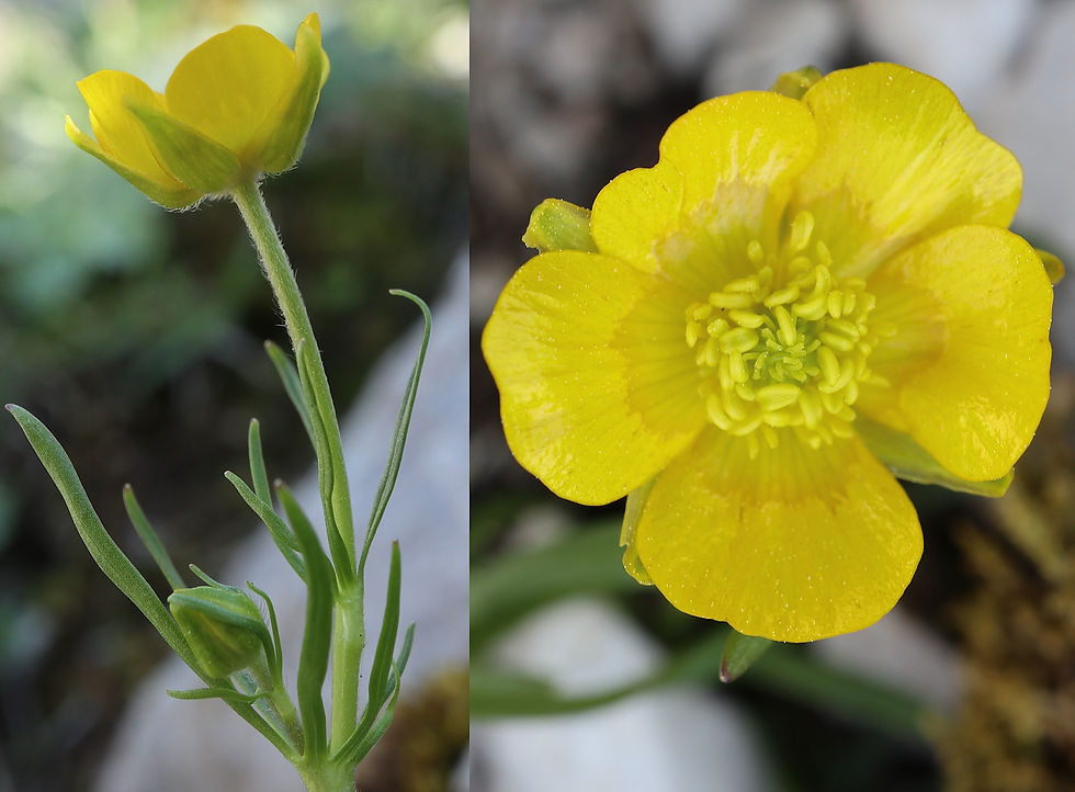 Ranunculus carinthiacus cadières1 copie