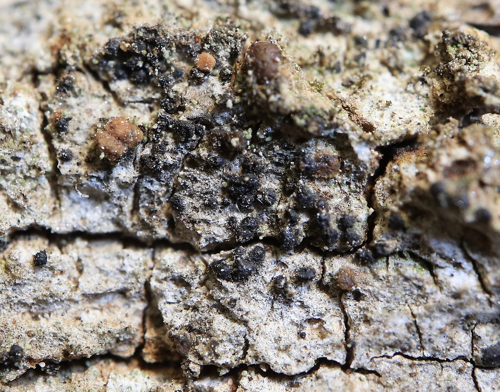 Anisomeridium macrocarpum Quercus
