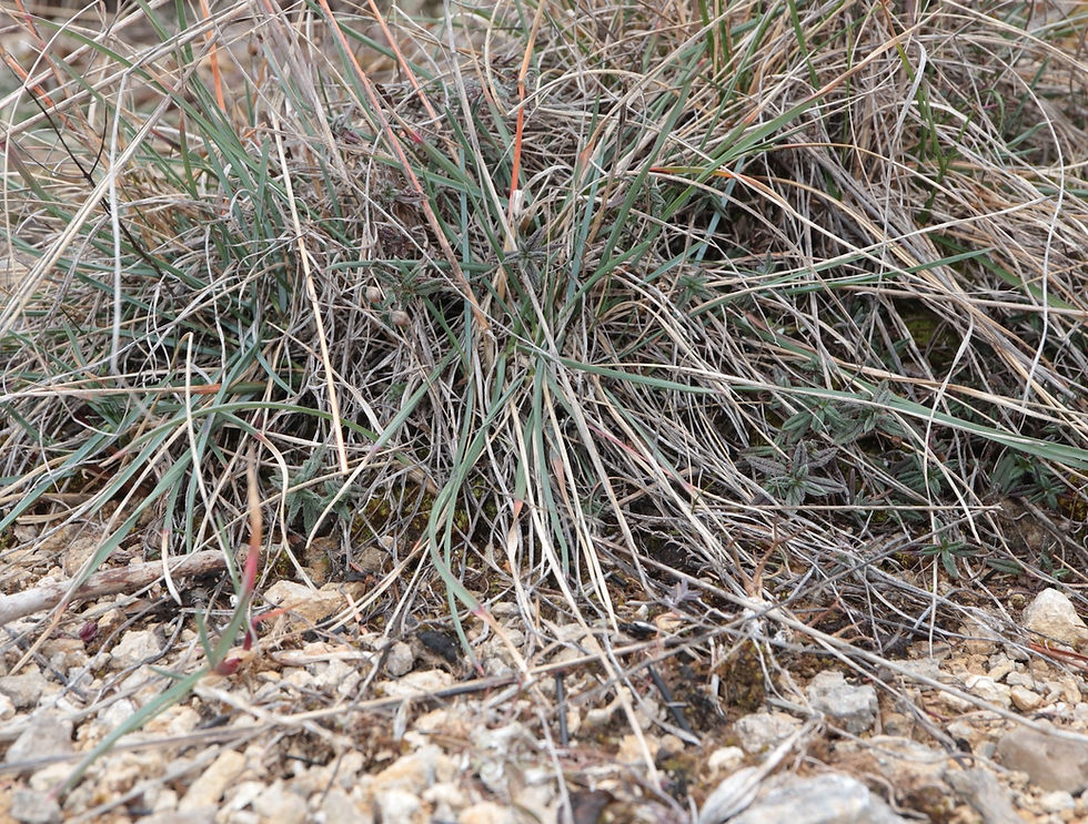 Helictochloa pratensis