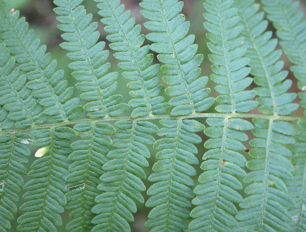 Pteridium aquilinum