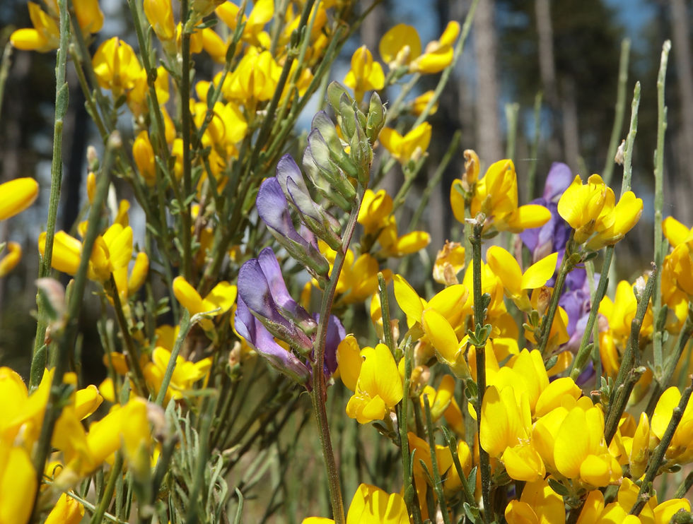Vicia onobrychioides