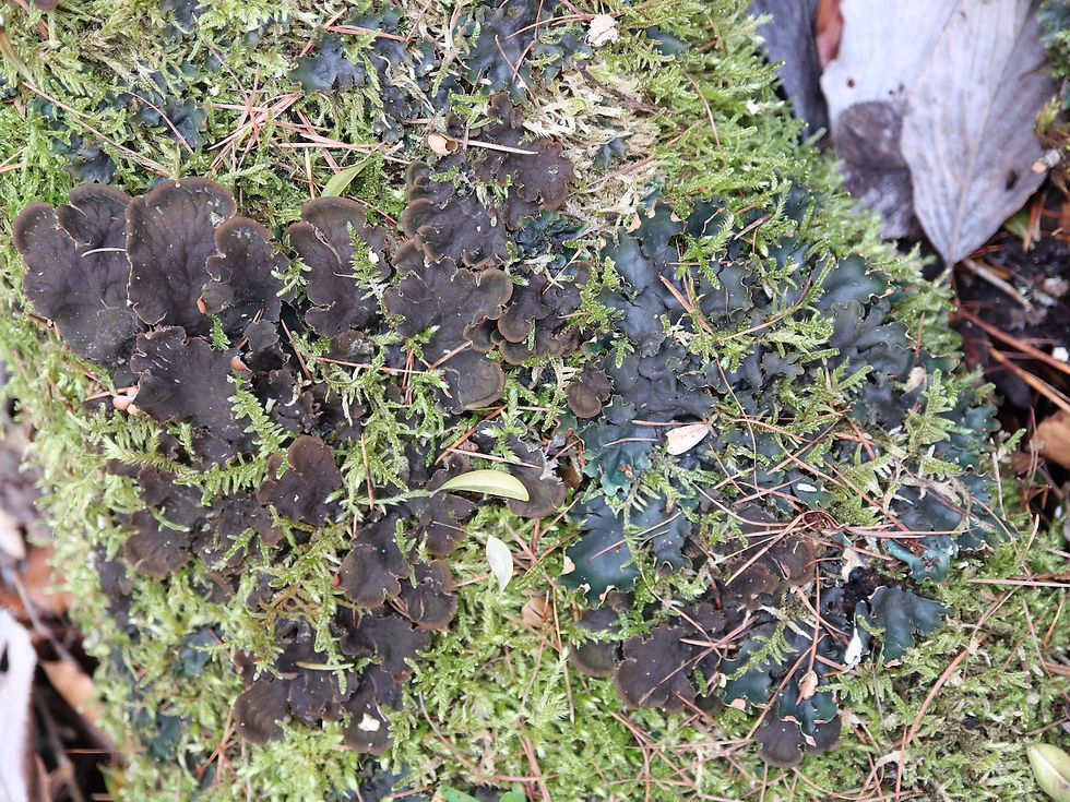 Peltigera neckeri + canina