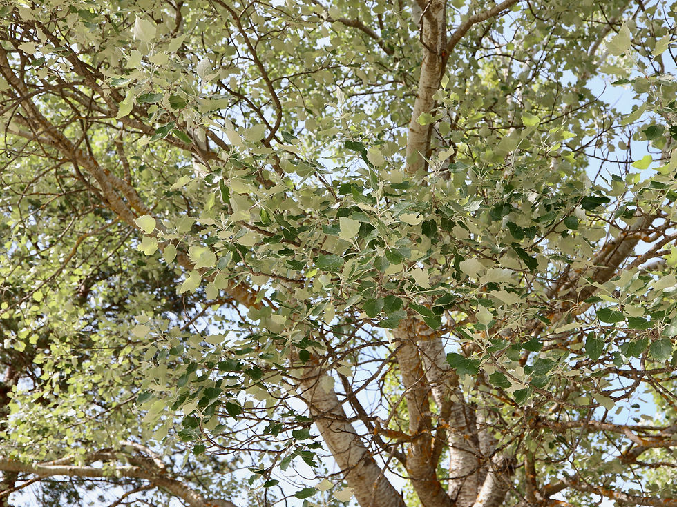 Populus x canescens