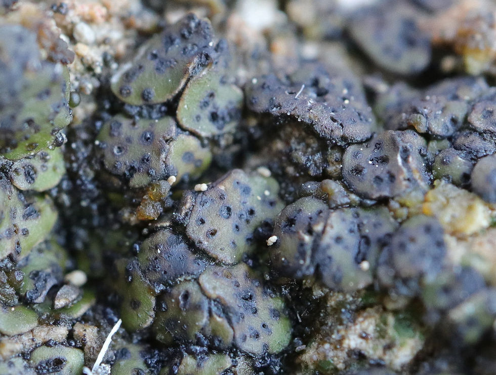Placidium squamulosum