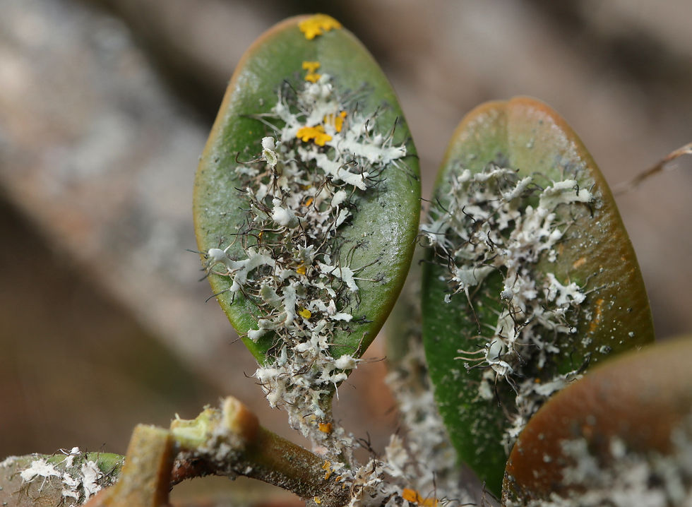 Physcia tenella Buxus