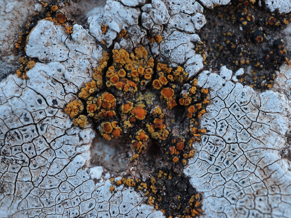 Athallia inconnexa sur Aspicilia calcarea