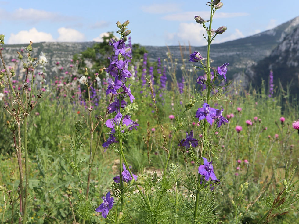 Delphinium ajacis