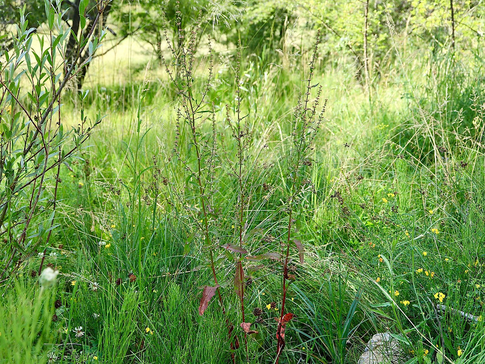 Rumex conglomeratus