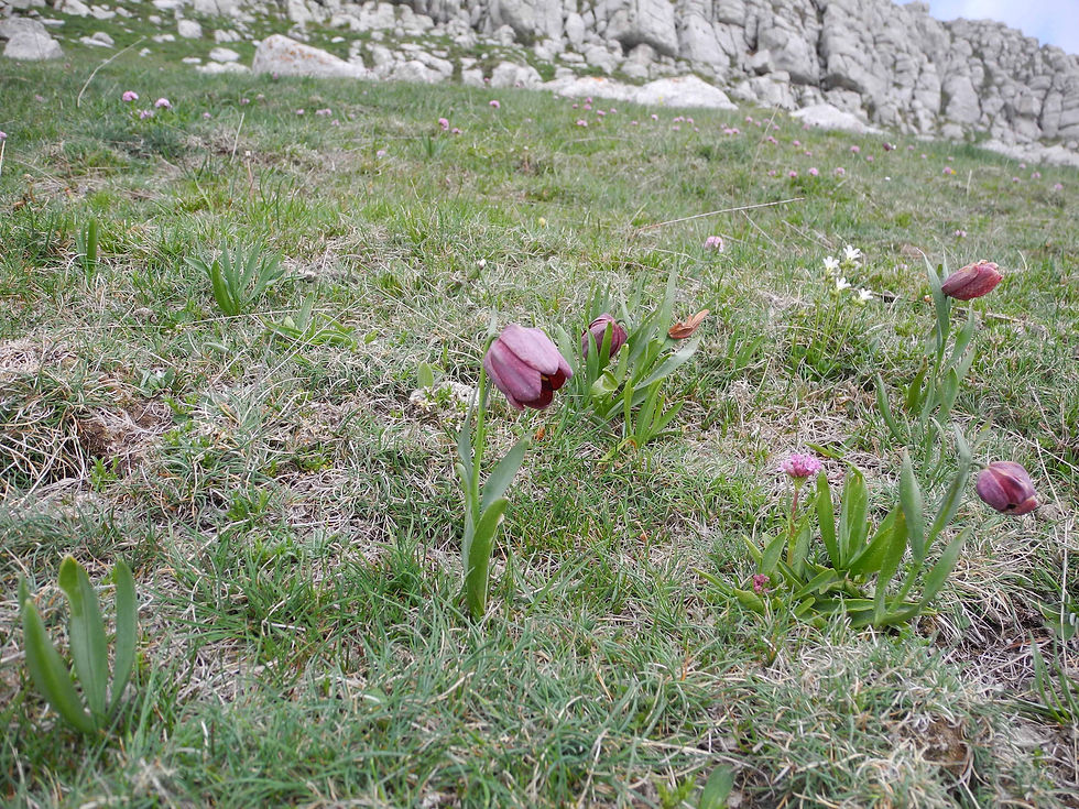 Fritillaria tubiformis