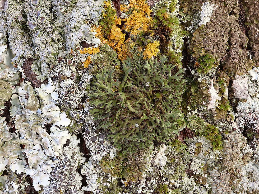 Anaptychia ciliaris Tilia