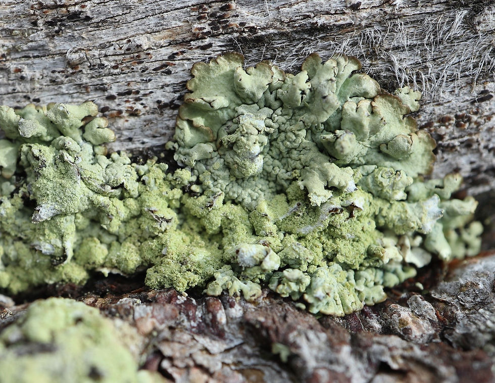 Parmeliopsis ambigua lignicole Pinus