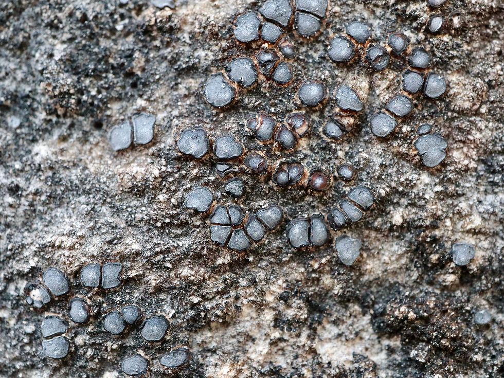 Sarcogyne calcitrapa