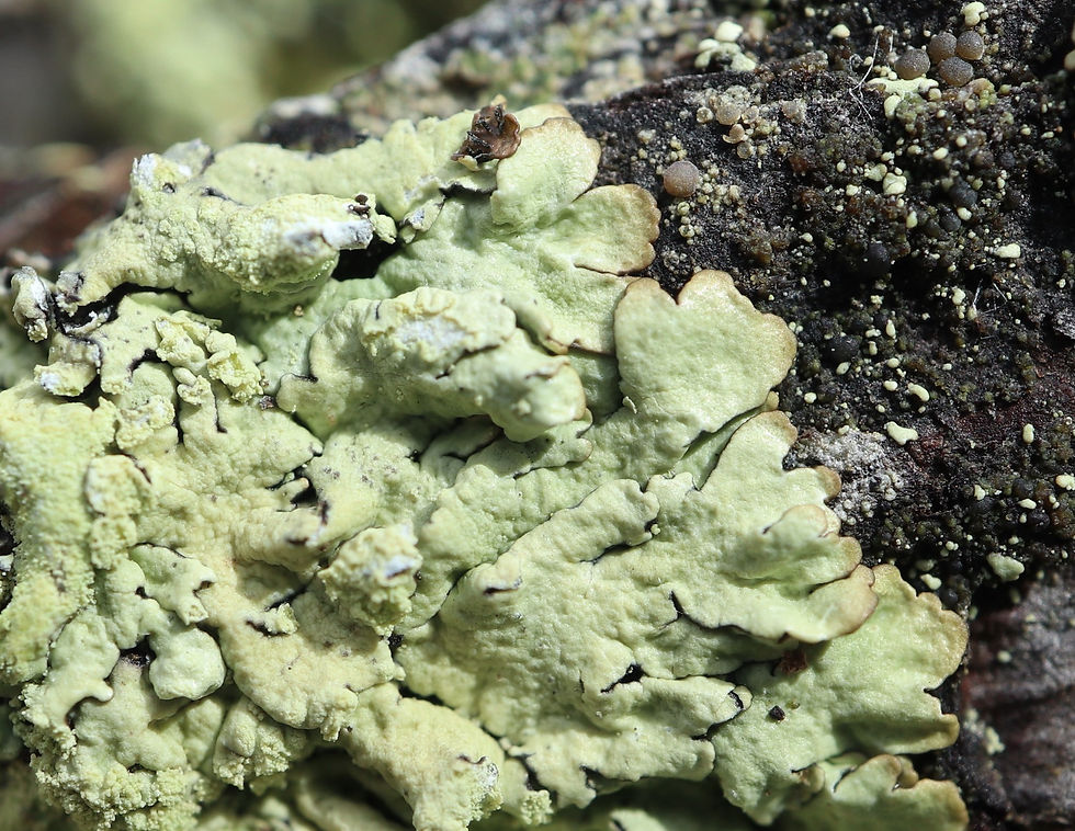 Parmeliopsis ambigua lignicole Pinus