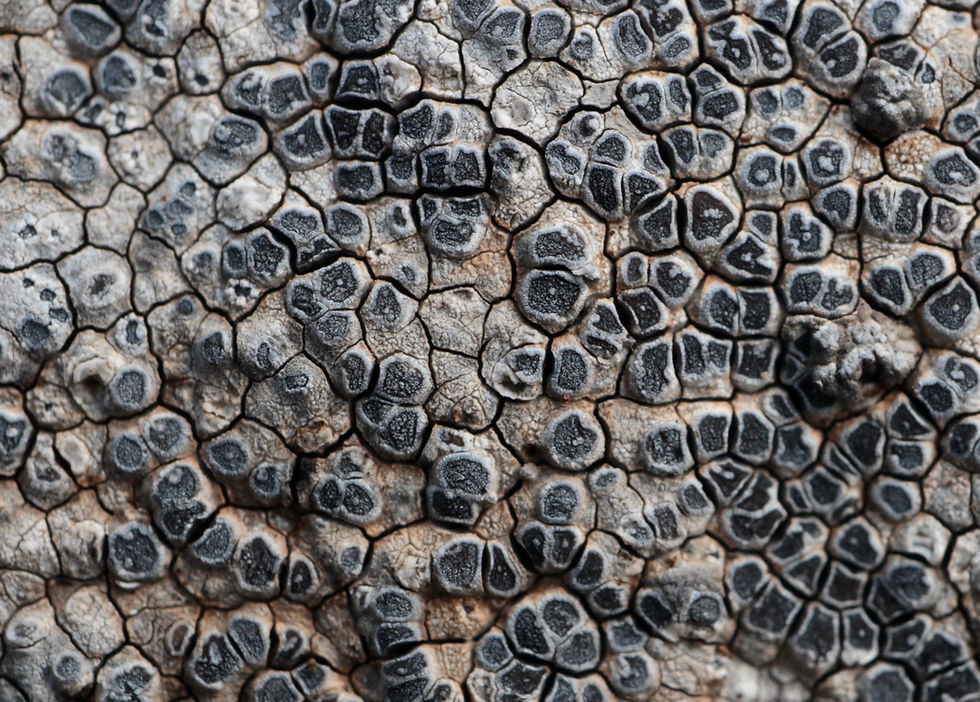 Pyrenodesmia chalybaea