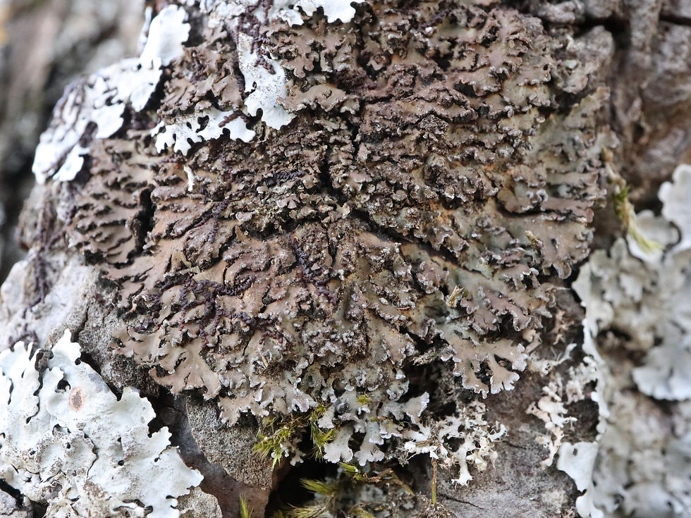Physconia perisidiosa Pinus