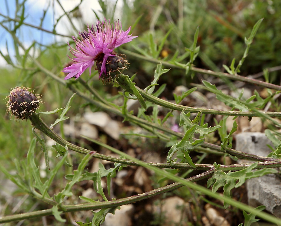 Centaurea aspera