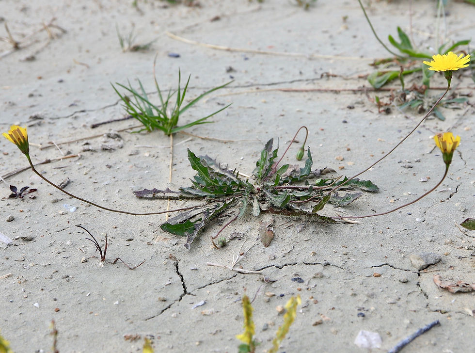 Hypochaeris radicata