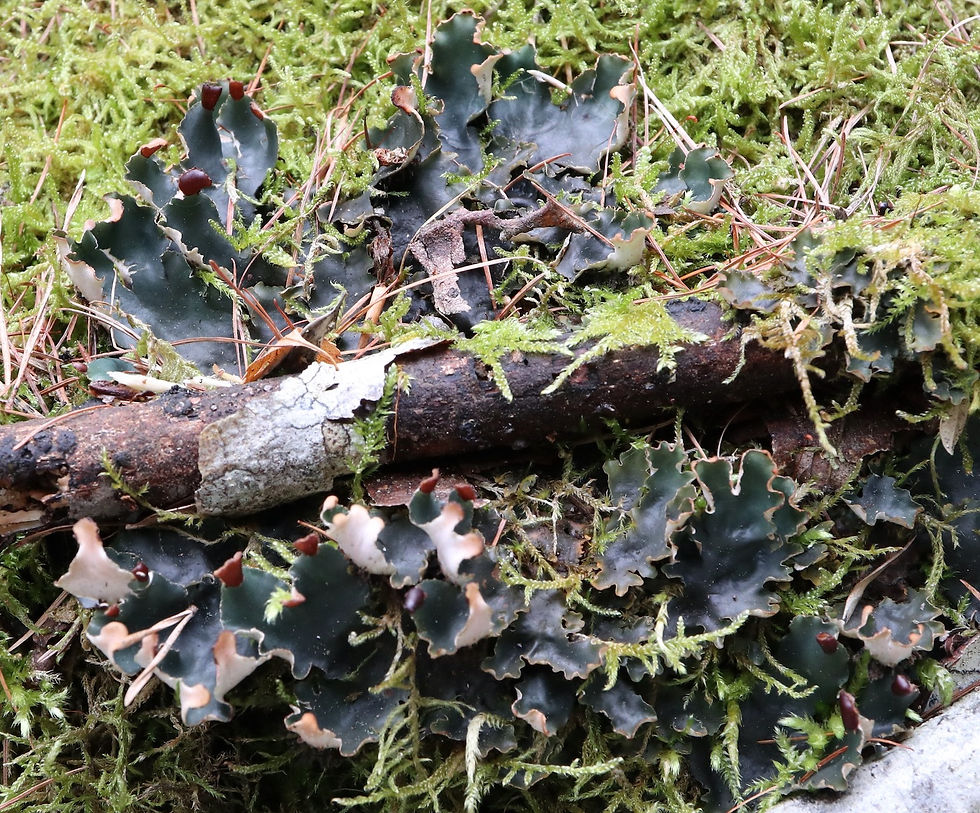 Peltigera neckeri