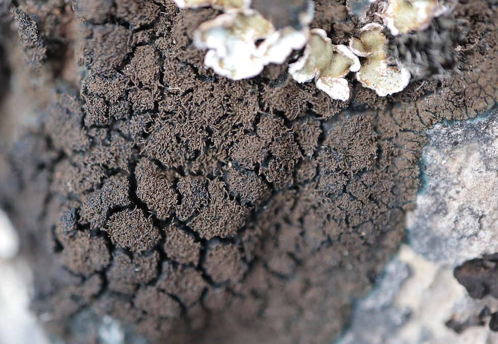 Placynthium pannariellum