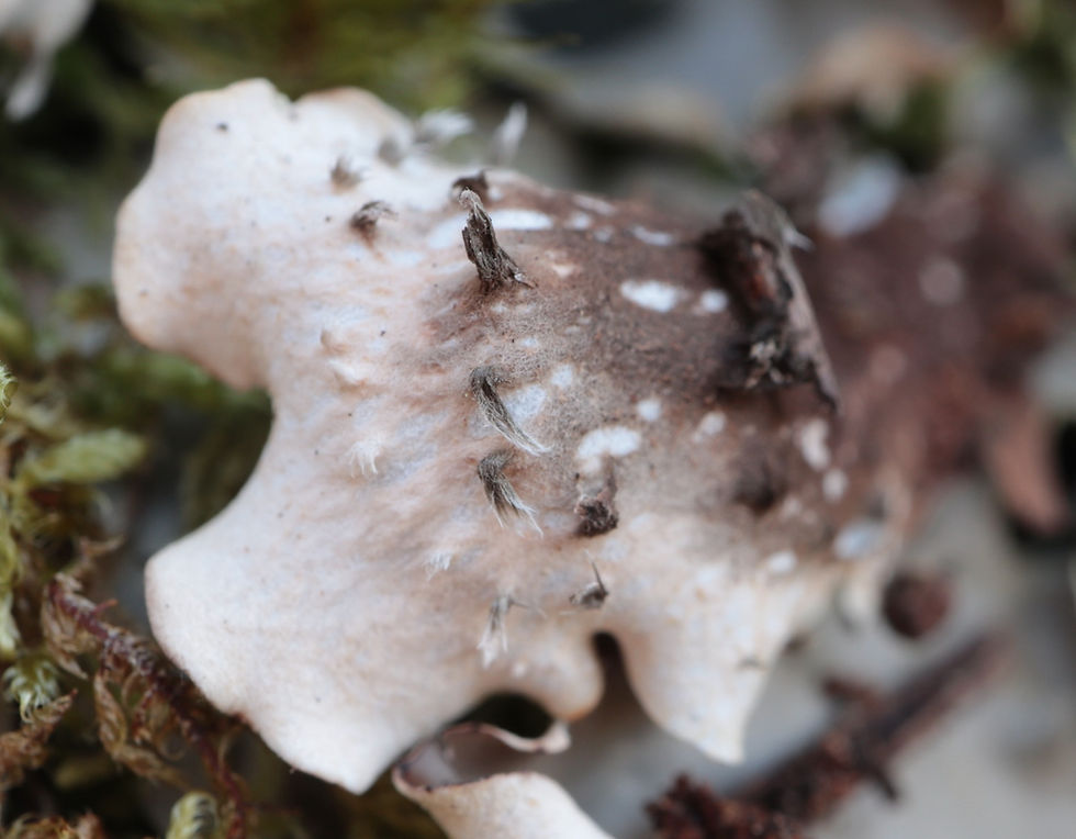 Peltigera horizontalis locus Chaenotheca furfuracea stégo souche baou jm2 copie