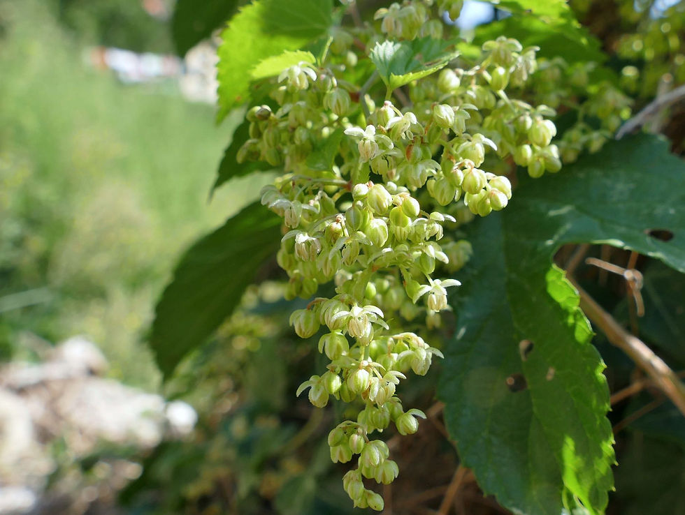Humulus lupulus mâle