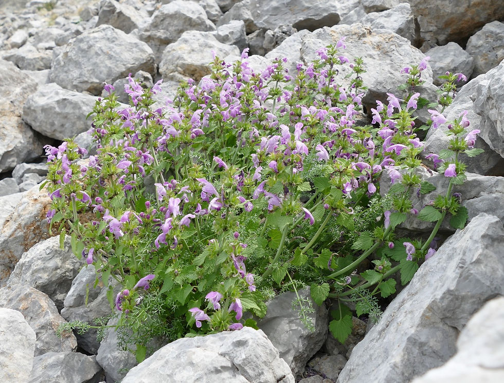 Lamium garganicum