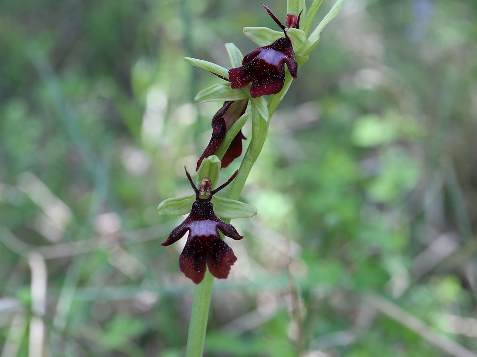 Ophrys insectifera