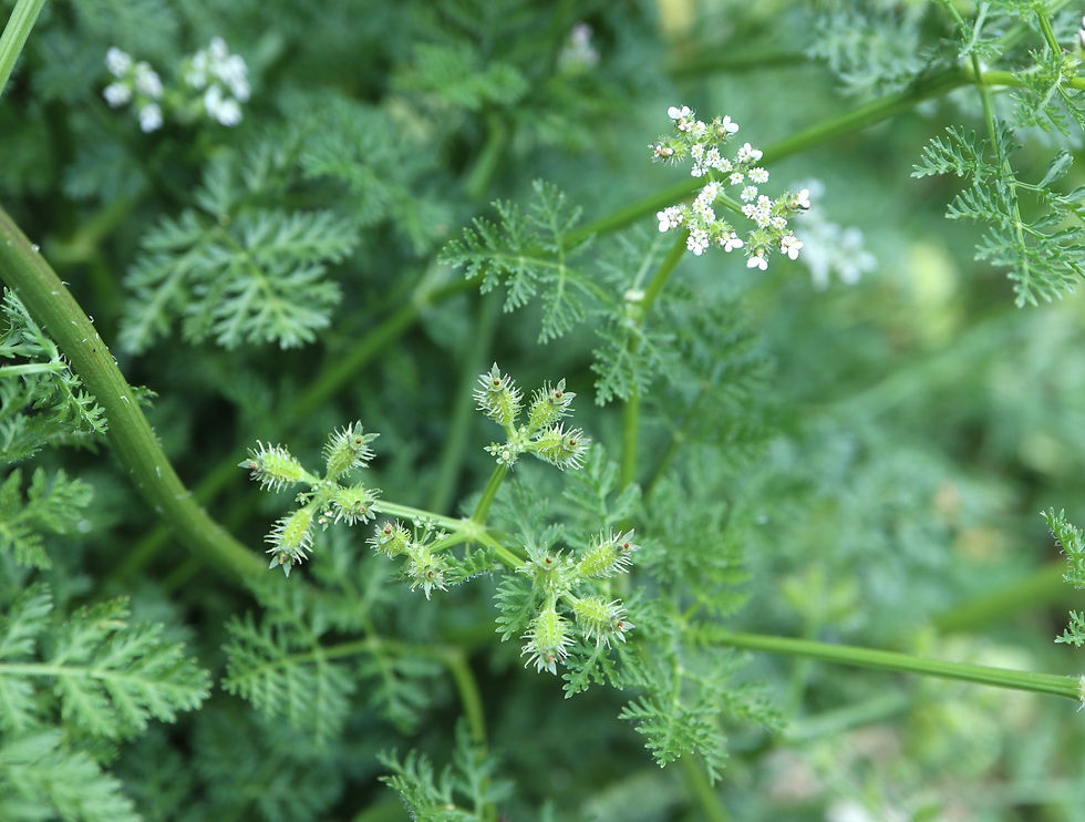 Caucalis platycarpos