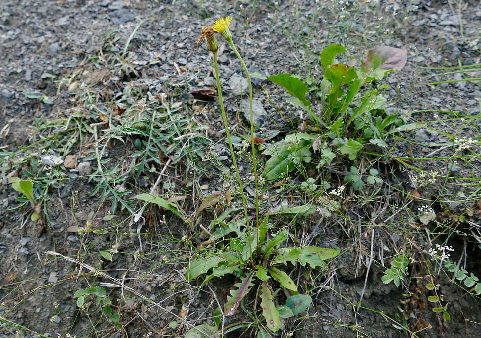 Leontodon hispidus subsp. hyoseroides