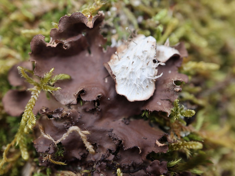 Peltigera praetextata